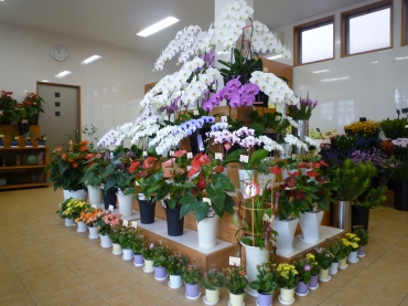 「花の曽山」　（三重県津市）の花屋店舗写真2